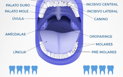 Conheça mais sobre a anatomia da sua boca