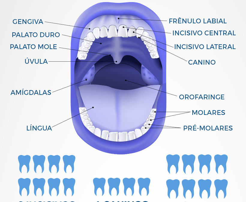 Conheça mais sobre a anatomia da sua boca