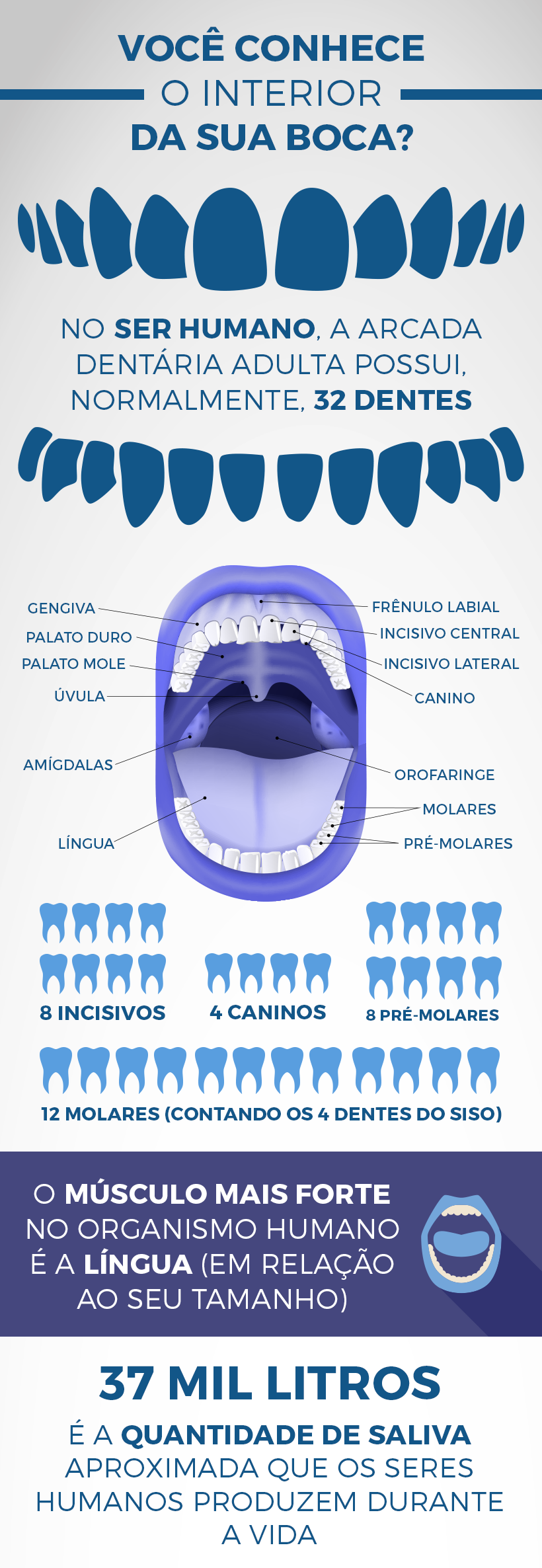 Conheça mais sobre a anatomia da sua boca