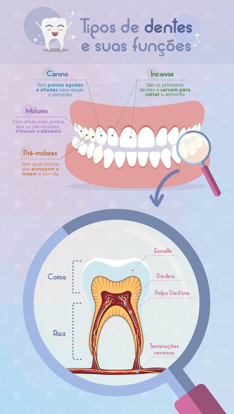 Infográfico com os nomes e a função de cada dente na arcada dentária